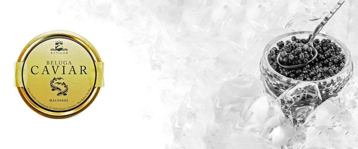 Caviar Beluga Attilus